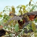 hoatzin_la_h_0931_ecu2988.jpg